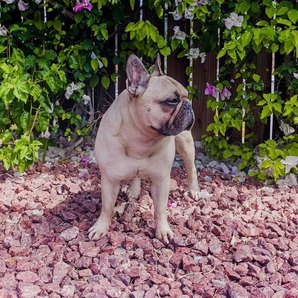 Morning photoshoot.... Over the shoulders. 
.
.
.
. 
#frenchbulldoglove #frenchbulldog #frenchbulldogpuppies #frenchbulldogsofig #frenchbulldog_feature #frenchbulldogofinstagram #frenchbulldog_fan #frenchbulldogsociety #frenchbulldogclub #frenchbulldogmix #frenchbulldogsforsale #frenchbulldoguk #frenchbulldogsofinstagram #frenchielover #frenchiesgram #frenchiepost #sportinggroup