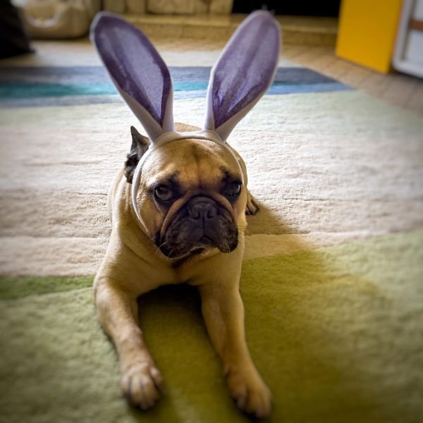Someone is hating Easter. Not sure why...
????
.
.
.
.
.
.
.

#dog #easter #bunny #dogsofinstagram #dogs #dogstagram #doglover #dogoftheday #instadog #doglovers #doglife #dogsofinsta #doggo #doggy #ilovemydog #dogs_of_instagram #dogsofig #doglove #dogslife #frenchbulldog #dogsofinstaworld #dogphotography #dogmom #lovedogs #rescuedog #bulldog #dogsitting #instagramdogs #doggie #dogofinstagram